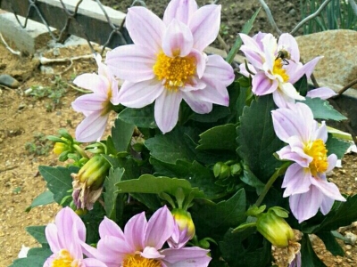 小麗花是多年生草本植物嗎？