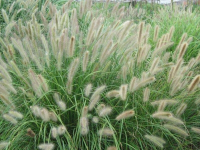 觀賞狼尾草種子什么時(shí)候種？