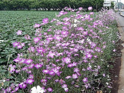 麥仙翁的花期是什么時候？