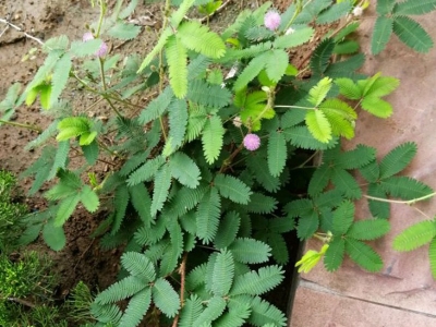 含羞草種子什么時候種？