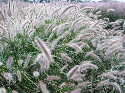 東方狼尾草幾天發(fā)芽多久開花？