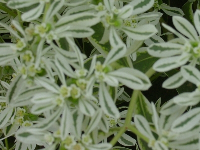 銀邊翠什么時候開花開花開多久？