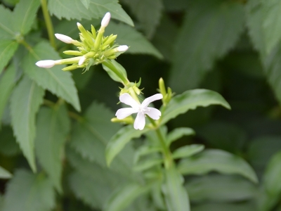 肥皂草的花語是什么？
