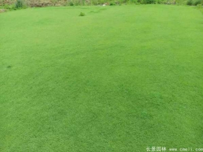日本結(jié)縷草種子的播種方法及種植技巧