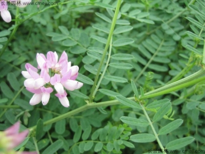 小冠花種子的種植方法，什么時(shí)候播種？