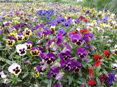 三色旋花種子播種密度一平米幾克？