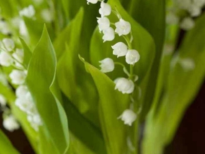 風(fēng)鈴花種子可以去哪里批發(fā)得到？