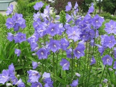 風(fēng)鈴花種子的播種量應(yīng)該如何控制？大約有多少？