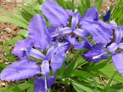 馬蘭花的花語是什么？