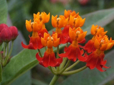 馬利筋花語(yǔ)是什么，代表了什么？