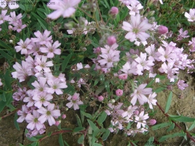 滿天星種子多久發(fā)芽