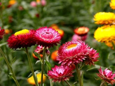 麥稈菊什么時候開花,麥稈菊花期是幾月