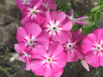 福祿考的花語是什么？