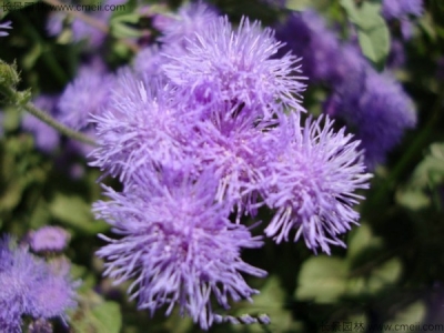藿香薊什么時(shí)候開(kāi)花