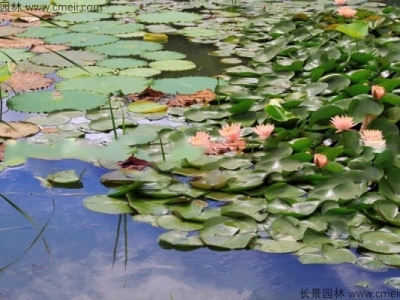 睡蓮的花語是什么？