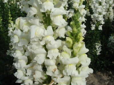 金魚(yú)草什么時(shí)候開(kāi)花？