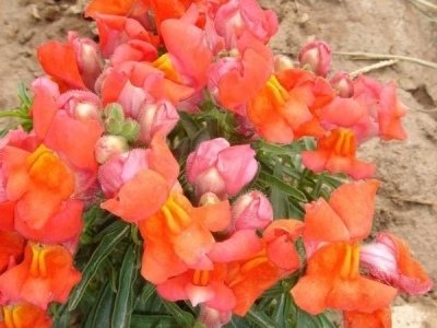 金魚(yú)草怎么養(yǎng)才能更好的開(kāi)花
