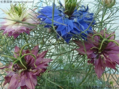 波斯寶石什么時(shí)候開花？