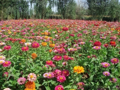 野花組合什么時(shí)候開花？