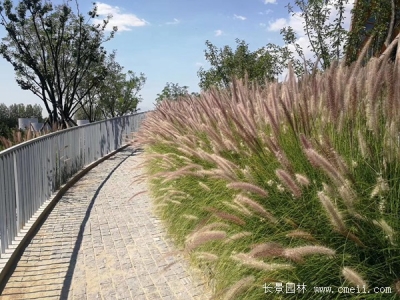 觀賞狼尾草種子幾天發(fā)芽？