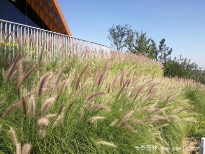 觀賞狼尾草種子多少錢一斤