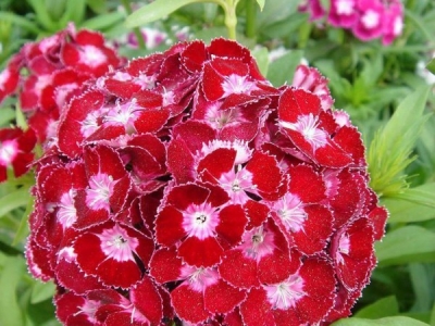 紅葉地膚種子幾天發(fā)芽？