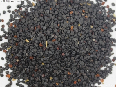 肥皂草種子幾天發(fā)芽？