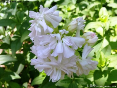 肥皂草的花期在幾月份？