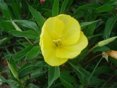 夜來香什么時候開花
