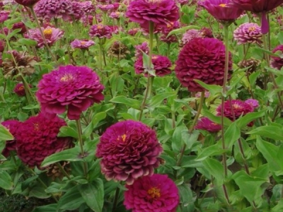 百日草如何養(yǎng)護(hù)才能開花更好？