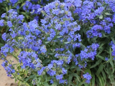 南非牛舌草的花語是什么？