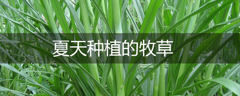 夏天種植的牧草