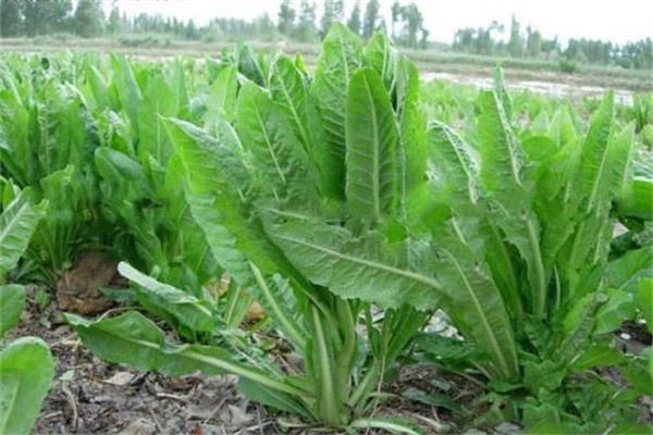 菊苣可以用來養(yǎng)草魚嗎？