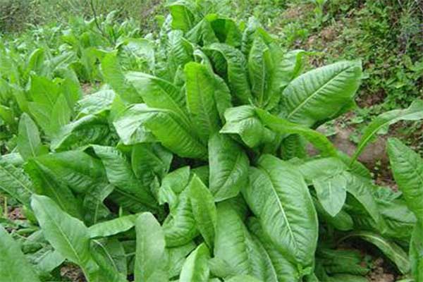 菊苣可以用來養(yǎng)草魚嗎？