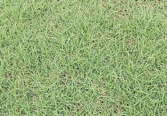 草籽價(jià)格多少錢(qián)一斤