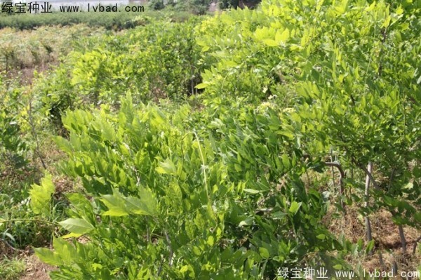 紫藤花香嗎？