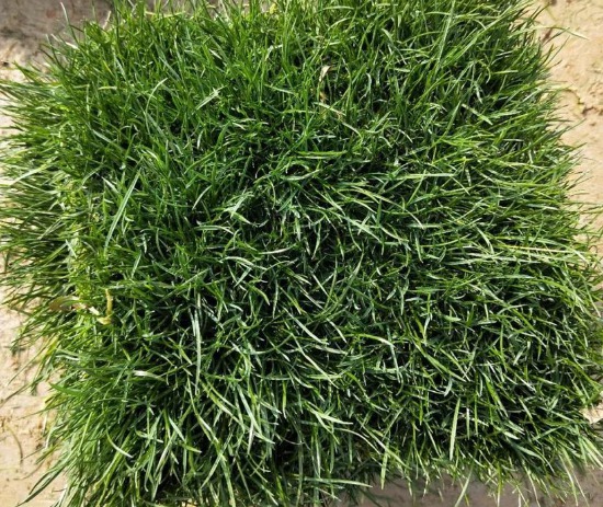 暖季型草坪草有哪些