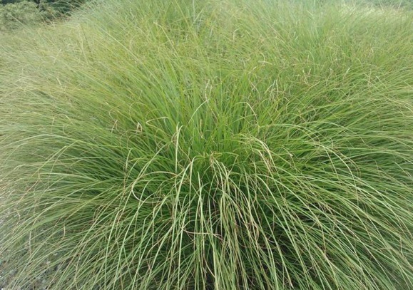 細葉芒草的種植要求