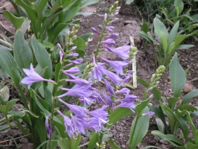 耐陰多年生草花