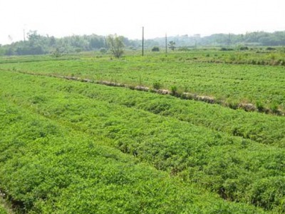 艾草會開花結(jié)籽嗎