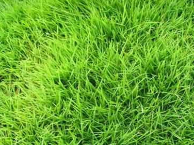 臺(tái)灣草怎么種植的？