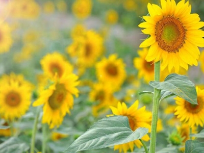 太陽花六月能播種嗎？