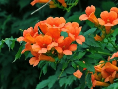 炮仗花就是凌霄花嗎？