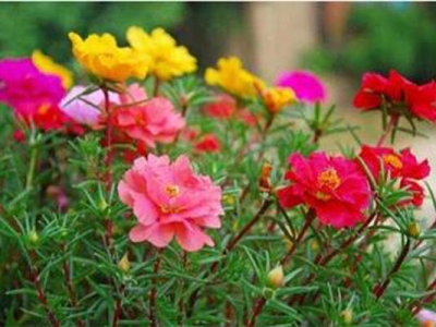 太陽花冬天會(huì)死掉嗎？