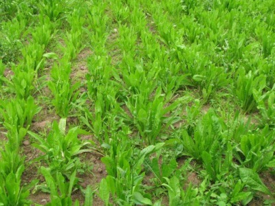 菊苣草什么時(shí)候種植