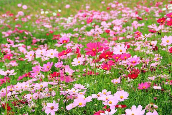 格桑花3.jpeg