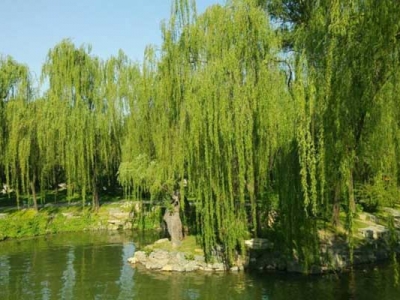 垂柳六月份能種活嗎？