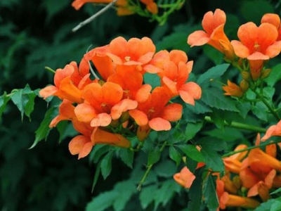 移栽凌霄當(dāng)年開花嗎？