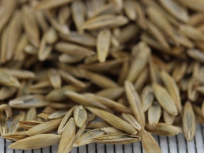 高羊茅草幾天能出苗