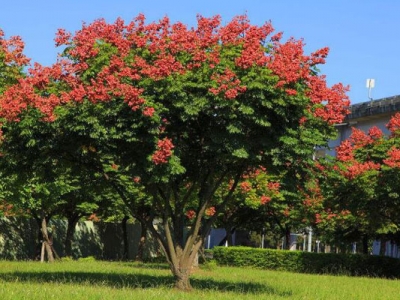 欒樹六月可以種植嗎？